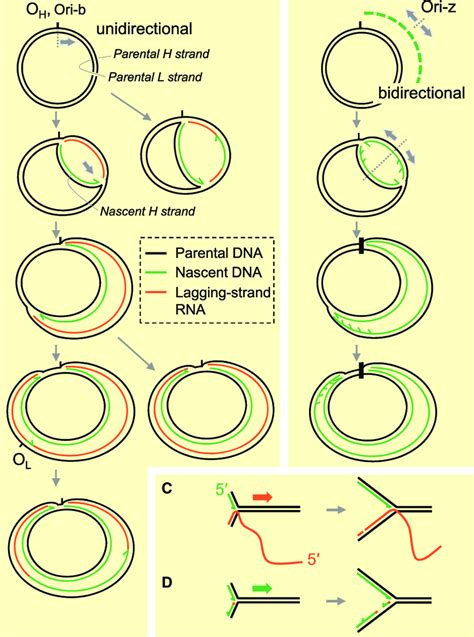 prader willi dna region replication time|asynchronous dna replication.